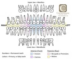 teeth chart dentist teeth chart dentist