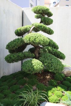 Cloud Pruned Ilex Crenata Buxus Sempervirens And Bamboo Fence Olive Trees Olea Europaea Are The Oldest Fruit And Certainly One Of Most Important In History Tree Culture Has Been