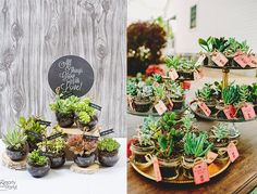 70 Best Plants Images On Pinterest In 2018 Window Bo Garden Succulent Wedding Favors Beautiful Eyes Cactus Succulents Pretty