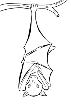 How to Draw Bats Step by Step forest animals Animals FREE Bat