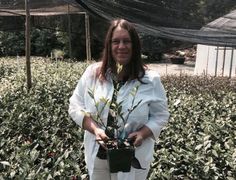 60 Best Camilla Sinensis Images On Pinterest In 2018 Asian Food Grower Feature Camellia Forest Nursery Christine