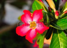 Spreading Dogbane Flowers Apocynum Androsaemifolium With Images