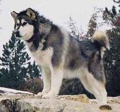 Alaskan Malamute E Alaskan Malamute Ejemplos Malamute Dog