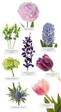 Flower Names By Color Beautiful Flowers Pinterest Purple And Pink Bouquet Recipe