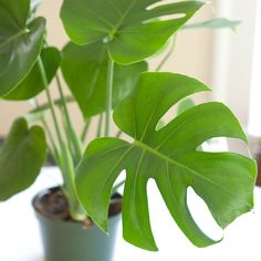 82 Best Houseplants Images Succulents Indoor Plants Air Monstera Deliciosa Philodendron Indoor Plants Hanging Garden