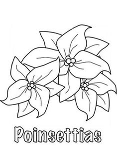 poinsettia coloring page