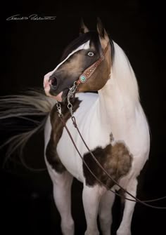 15 Ideas De Caballo Tobiano Caballo Tobiano Caballo Hermosos Caballos