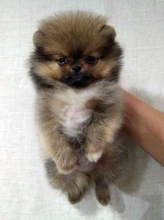 38 Idees De Spitz Nain Spitz Nain Chiot Chien Mignon 38 Idees De Spitz Nain Spitz Nain Chiot Chien Mignon