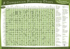 gardening for dummies companion planting free printable vegetable garden plant pairings chart