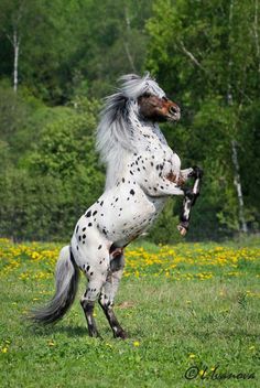 Schleich Horse Club caballos knabstrupper trakehner andaluces Mustang selección
