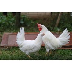 18 Plus White Leghorn Hatching Eggs