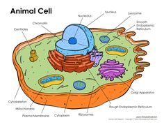 animal cell biology pictures