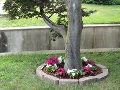 interesting design ideas for the area around trees landscaping around trees phlox and stones - Flower Garden Ideas Around Tree interesting design ideas for the area around trees landscaping around trees phlox and stones - Flower Garden Ideas Around Tree