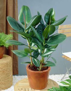 9 Ideas De Plantas Plantas Plantas Jardin Cultivo De Plantas