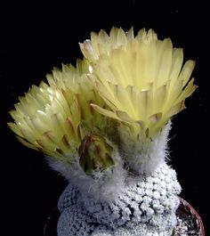 fankhauseri FK402 Cactus Seeds Eriosyce tenebrica ssp
