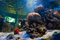 50 best aquariums images