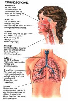 Muskelsystem Anatomische Poster Muskel und die Spinalnerven-Anatomie-Diagramm Educational Skeleton Modell-Wand-Plakat-Dekor f/ür Klassenzimmer Krankenhaus
