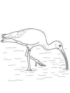 White Ibis Coloring Page From Category Select 30329 Printable Crafts Of Cartoons Nature Animals Bible And Many More