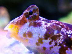 7 best aquarium creatures images on pinterest aquarium aquarium