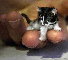 0 Idees De Bebe Chat Bebe Chat Animaux Mignons Bebes Animaux 0 Idees De Bebe Chat Bebe Chat Animaux Mignons Bebes Animaux