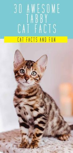 female grey tabby cat names female grey tabby cat names