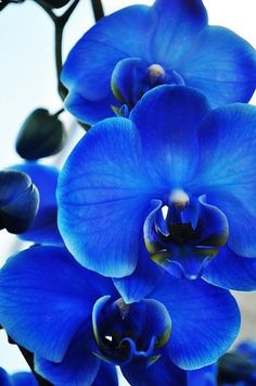 Orchid