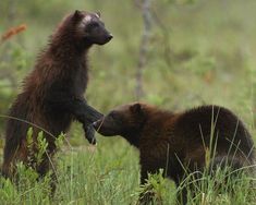 Baby wolverine for sale Dogs, cats, puppies, kittens, and even more exotic pets from Wolverine, MI are available for sale or adoption. Topix encourages humane pet adoption.