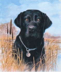 Black Labrador | Stuff to Buy Black Labrador | Stuff to Buy
