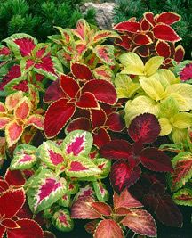 Flower Garden Ideas Partial Sun best plants for colorful foliage | perennials, leaves and purple Flower Garden Ideas Partial Sun best plants for colorful foliage | perennials, leaves and purple
