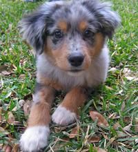 australian shepherd chocolate lab mix australian shepherd lab mix google search australian shepherd australian shepherd chocolate lab mix australian shepherd lab mix google search australian shepherd