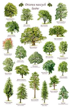 Baum kennenlernen