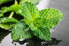 طريقة تخزين النعناع الأخضر Plant Leaves Plants Leaves
