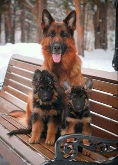 Surrendered German shepherd pup is 'scared out-of her brain' Surrendered German shepherd pup is 'scared out-of her brain'