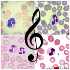 Molecular Biology Funny Jokes 57 Best Immunology Humor images Science humor Science Molecular Biology Funny Jokes 57 Best Immunology Humor images Science humor Science