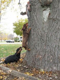 900 Dachshund Humor Ideas In 2021 Dachshund Dachshund Love Wiener Dog