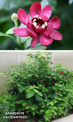3x Hydrangea Bouquet Rose Plants Mop head large flowers Hardy Garden Shrub