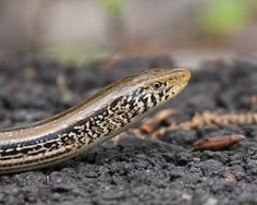 31 best lizards frogs turtles of southern indiana images lizard in indiana