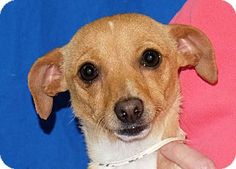 Pictures Of Rosie A Dachshund Mix For Adoption In Spokane Wa Who