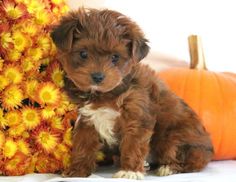 14 Best yorkie poo for sale images | Yorkie, Yorkie poo ... 14 Best yorkie poo for sale images | Yorkie, Yorkie poo ...