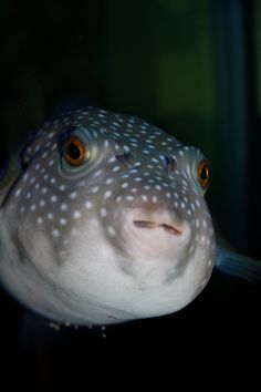 64 best fish saltwater