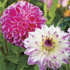 71 Best Bulbs Images On Pinterest In 2018 Flowers Daffodils And Illusion Dahlia Duo From Park Seed