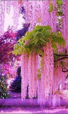 Parures Housses de Couette Floral Красивые Сады, Необычные Цветы, Пейзажная Фотография, Маленькие Сады, Цветущие Деревья, Удивительная Природа, Фотографии Природы