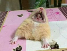 19 Weird Random Things Ideas In 2021 Mood Pics Haha Funny Funny Pictures