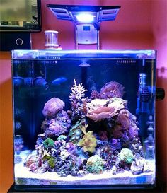 1303 best saltwater aquariums