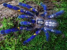 8 best Poecilotheria sp. images on Pinterest | Spiders, Hand ... 8 best Poecilotheria sp. images on Pinterest | Spiders, Hand ...