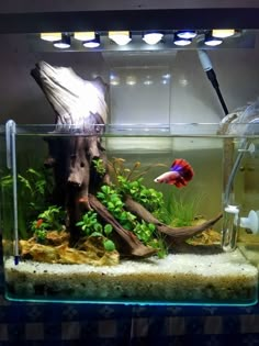 A perfect aquarium setup for one Betta fish. Siamese, Betta Fish Tank, Fish Tank Themes