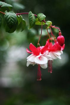 Wisley Primavera Flor-libertad Tela