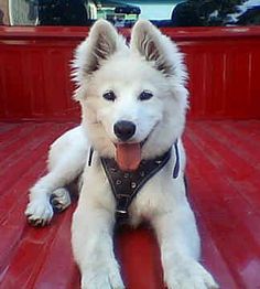 american eskimo dog intelligence american eskimo toy dog quotes funnies u0026 everything inbetween american eskimo dog intelligence american eskimo toy dog quotes funnies u0026 everything inbetween