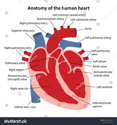 Human Heart Labeled . Human Heart Labeled Anatomy Human Heart Cross Sectional Diagram Stock Vector Royalty Human Body, Illustrators, Cardiac Cycle, Subclavian Artery, Medical Anatomy, Anatomy And Physiology, Medical Knowledge, Human Heart Diagram, Human Heart