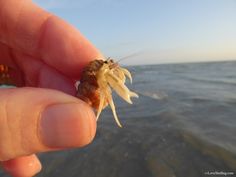 21 best hermit crabs